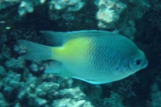 Amblyglyphidodon flavilatus - Gelbseiten Demoiselle (Gelbseiten-Riffbarsch)